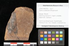 Foto (Objekt + Etikett) von Quercus palaeoilex Ettingshausen (NHMW-GEO-2024-0188-0930)